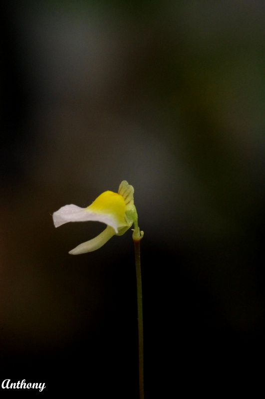 Les fleurs d'Utricularia 414271UtriculariaBisquamata5copy