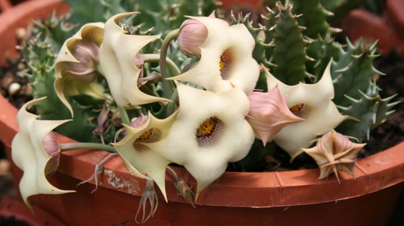 Huernia blyderiverensis 415241huerniaquinta