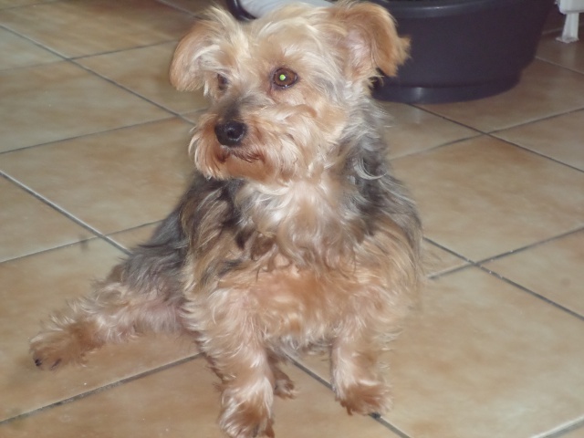 ELFIE NIZINNY F 3/5 ANS ASSO MUKITZA ADOPTEE PAR DAYSIE - Page 3 415654SAM5787