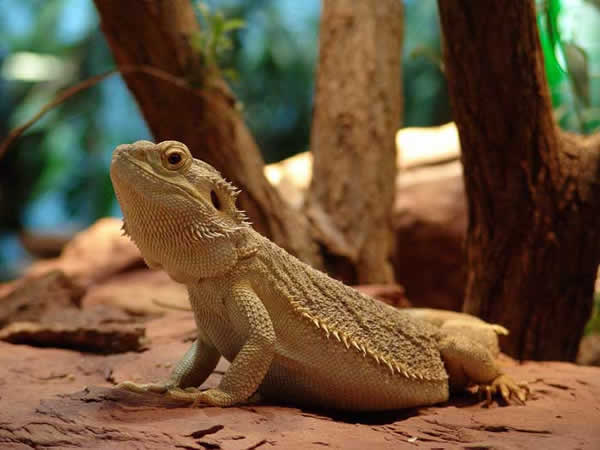 Animaux - Lézards - Caméléon panthère -Anguidae - L'orvet - 415864agamebarbu4137d2df