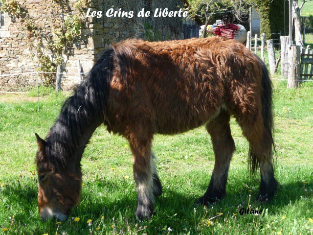 (dept19) GITANE ONC mi trait  sauvée par Elodie78 !!!!!(Mai 2012) - Page 2 416171P1020235