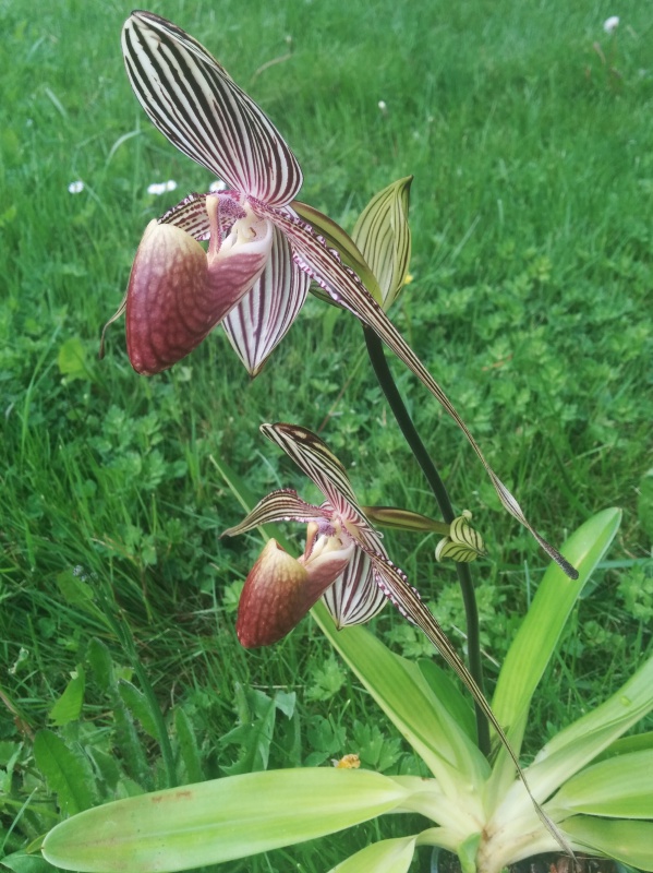 Paphiopedilum rothschildianum - Page 3 416708IMG032501