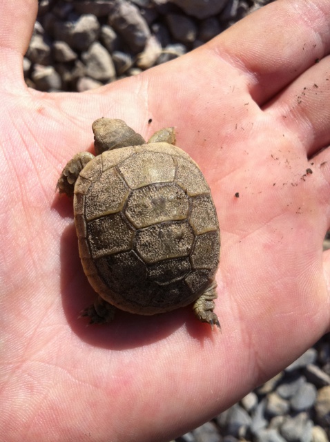 bébés tortue 417525IMG0670