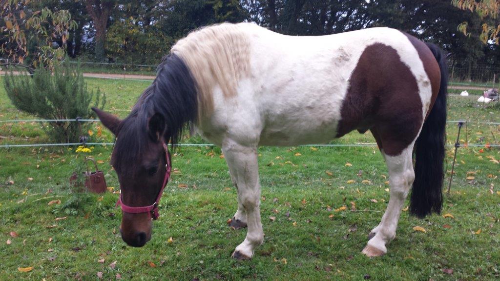 UKAN - OC Poney né en 2008 - adopté en juillet 2011 par Jean-Luc 41860820151023102601