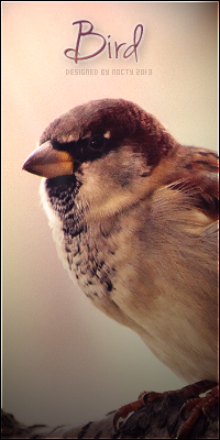 Le Piaf, je te croque les fesses si tu les ramène pas. ♥ 418811Bird