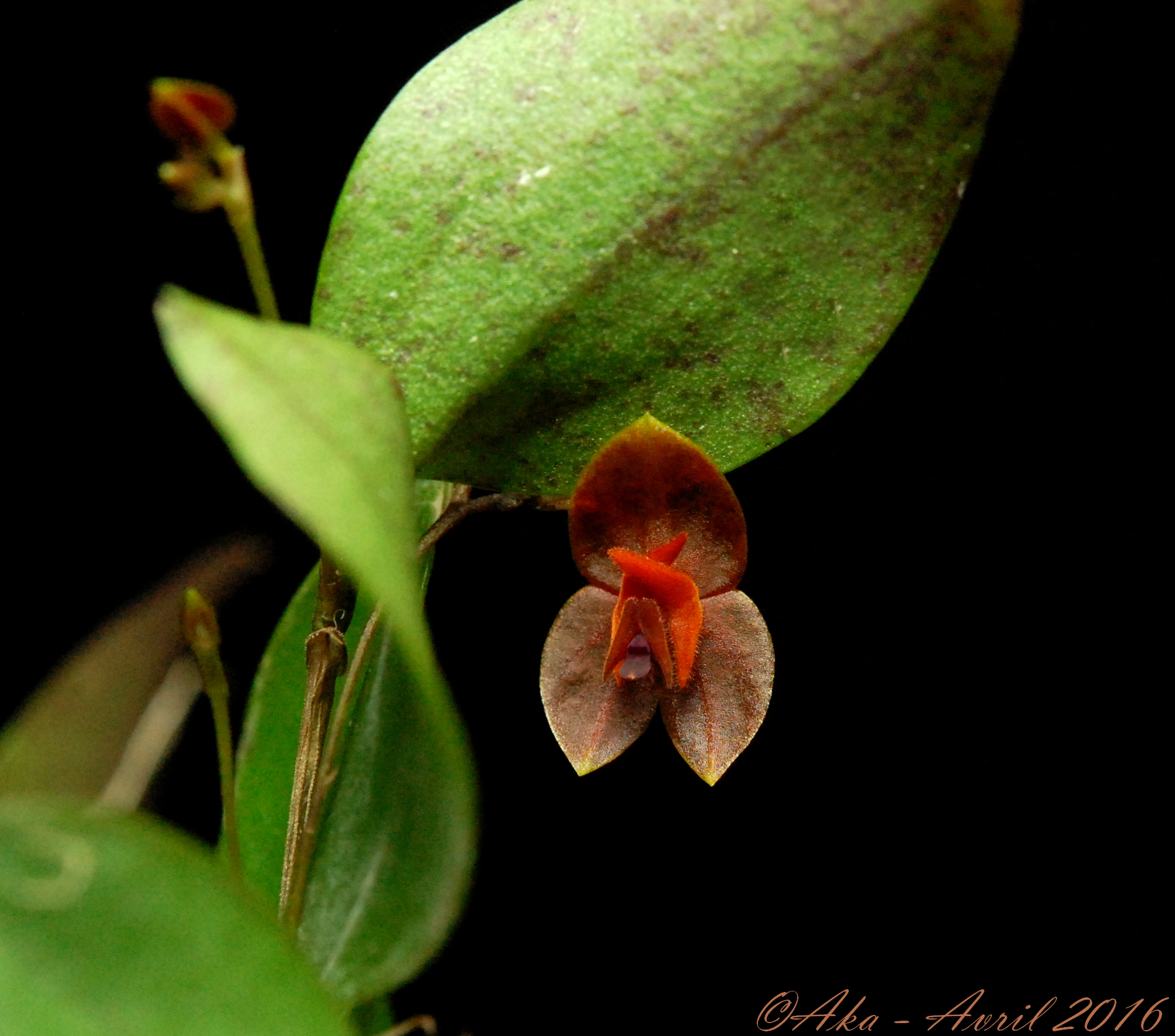 Lepanthes telipogoniflora x fimbriata 418864lepanthestelipoxfimbriata