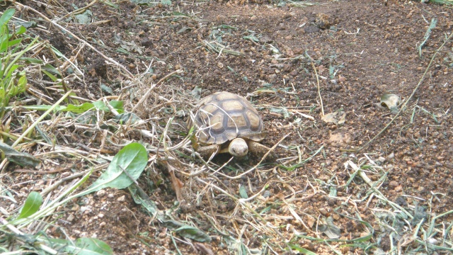 Mes sulcatas dans leur enclos 420875TORTUE061