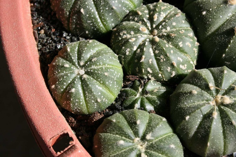 Astrophytum asterias : des bonbons au sucre glace 421704astrophytumasteriadtail4