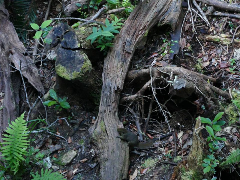 Nepenthes macrophylla sur le Mont Trus Madi à Borneo. 421970223101427969425071320516915624253686387884n