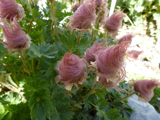 Geum reptans - benoîte rampante 422092P1070572