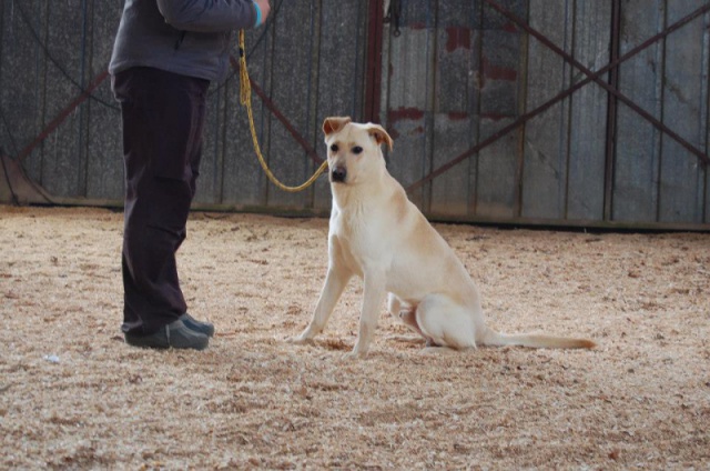 Adoption de Buck (Orfée) 423163Bowie