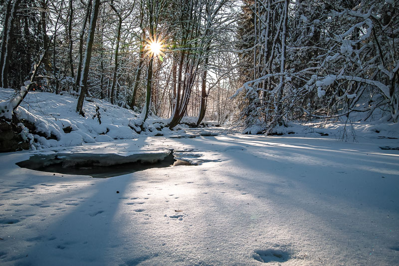 Mon premier hiver en Foveon ... 423722SDIM00903