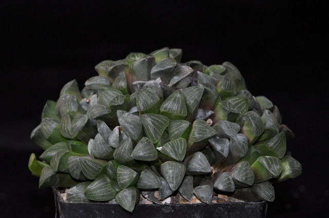 Haworthia à rempoter ! 423953muticaotzenii