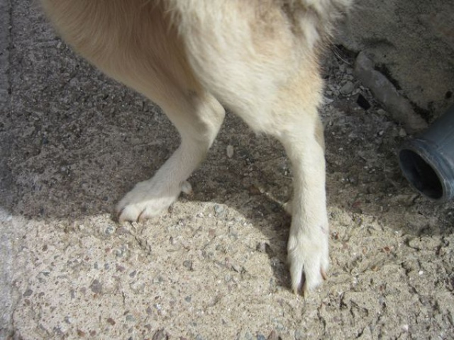 ALASKA (ex)LOUIS husky a l'attache depuis des années (m) 8 ans ref/79DECEDE     423957IMG3270