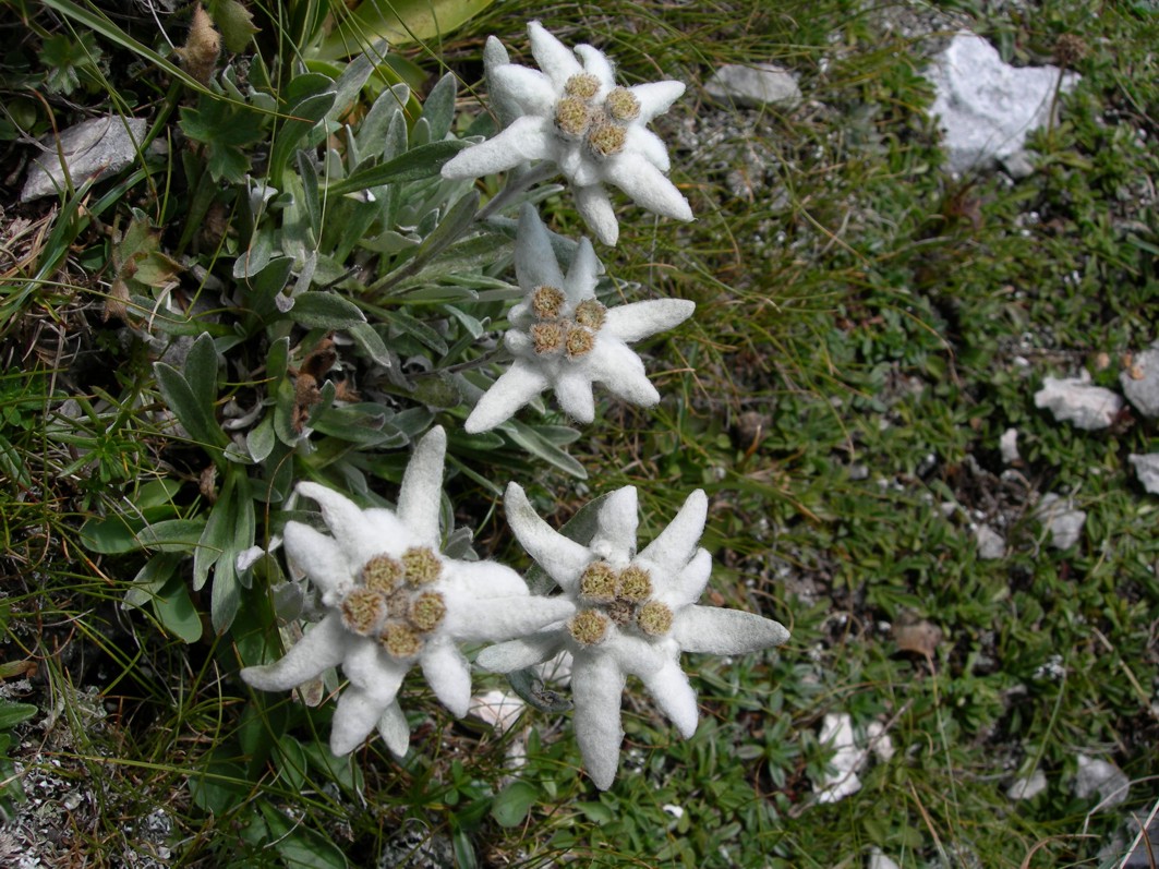 Bonne Lundi 424057edelweiss