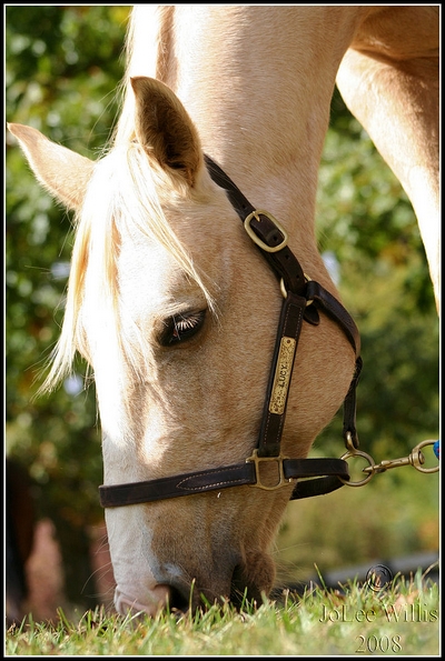 Les chevaux de Pêche 426063graze10