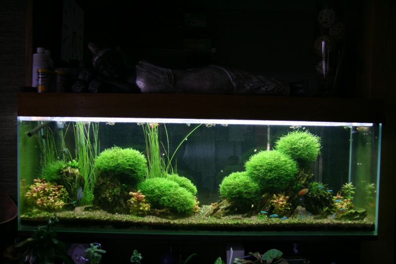 trigon 190 + cuve 120x30x40 aquascaping - Page 8 426636IMG2932