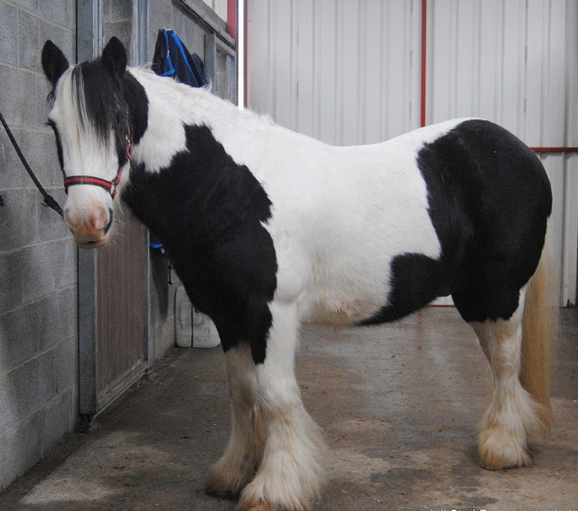 [PLACE ANNA] JOLI MALOU Irish Cob Hongre 6 ans Ca change non ? 427454malou