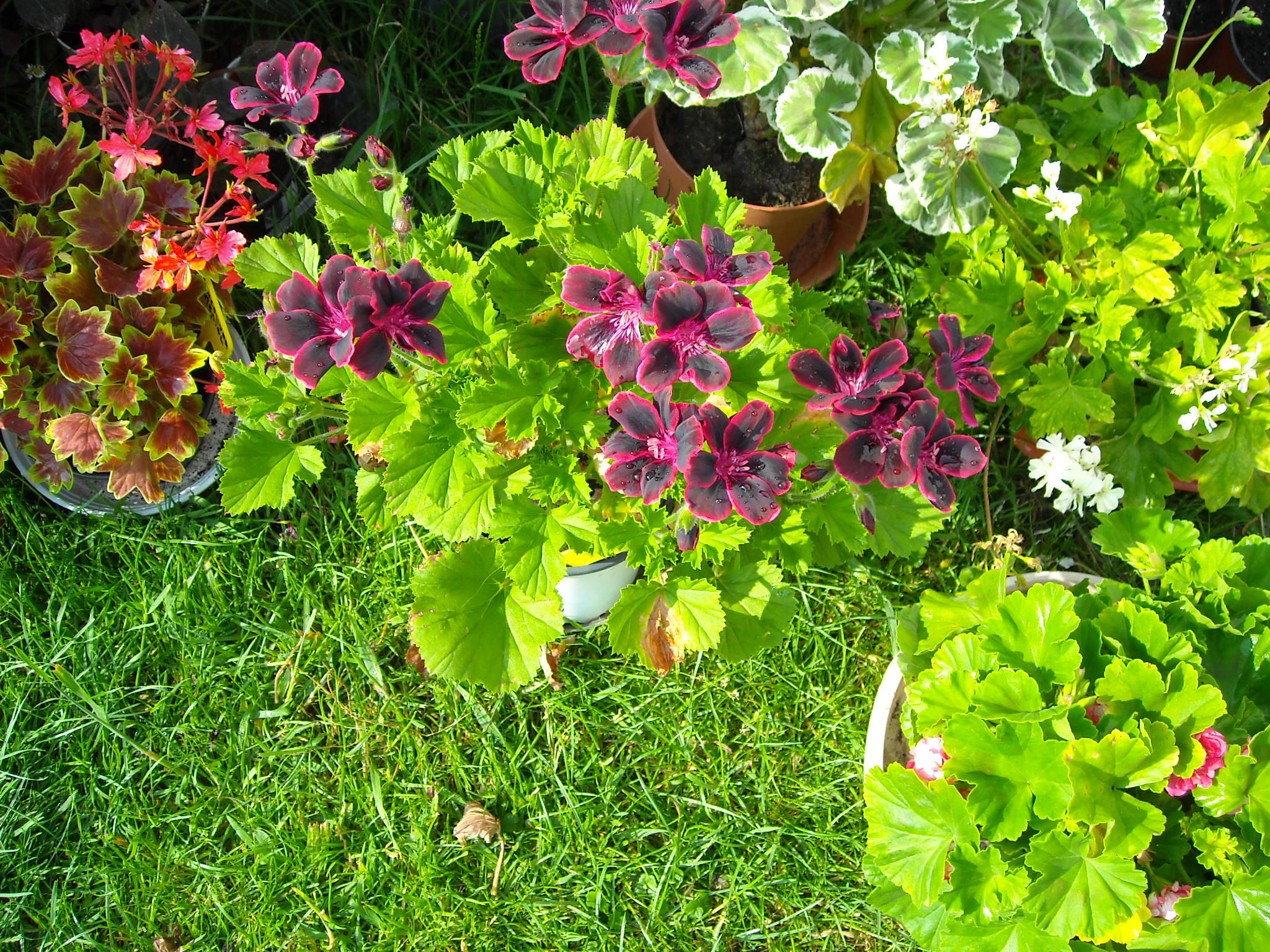 mes pelargonium 427465daizietmesplantes008