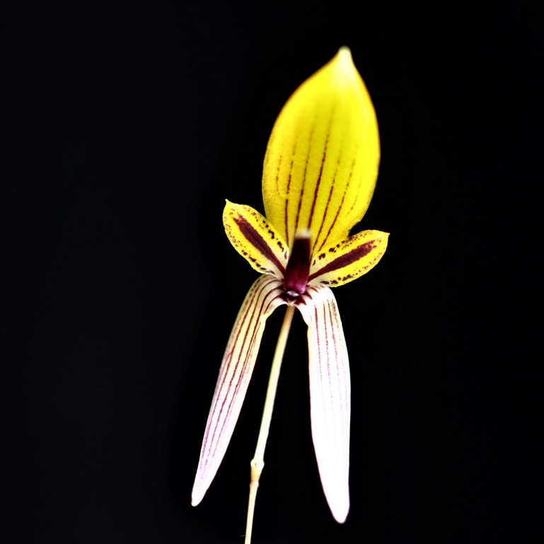 Bulbophyllum bolsteri 429095Bulbophyllumbolsteri152