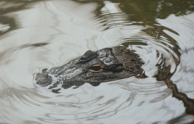 reptilarium du mont st michel ( alligator bay) 430832tetecroco