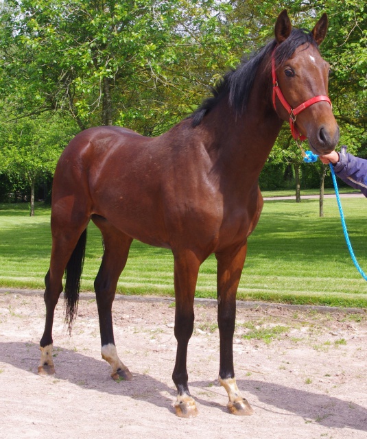 [PLACE LAURA] ELENDIL Cheval à coup de coeur ou rien  431468elendil10