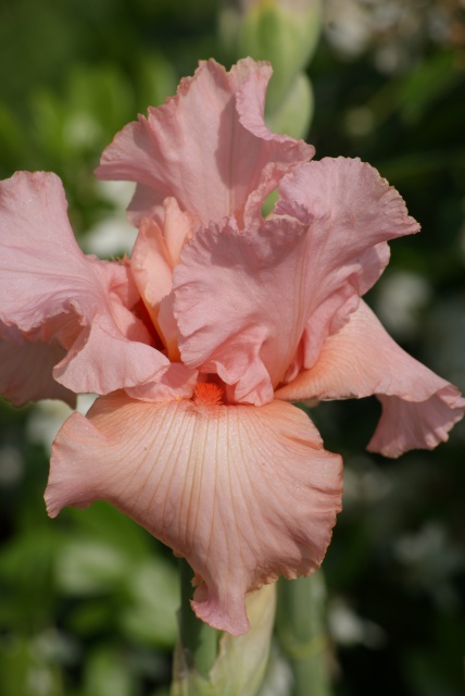 Un iris rose, ça peut être savoureux  432071020