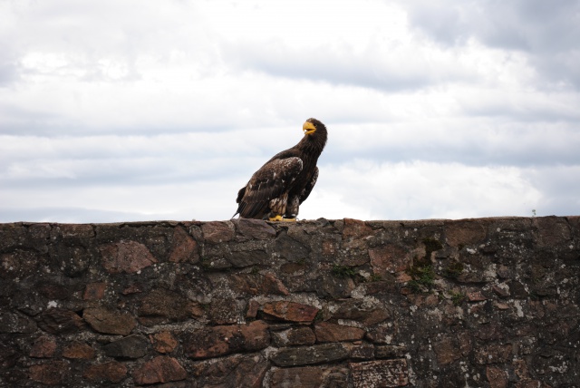 Volerie des Aigles 433101Alsace2012152