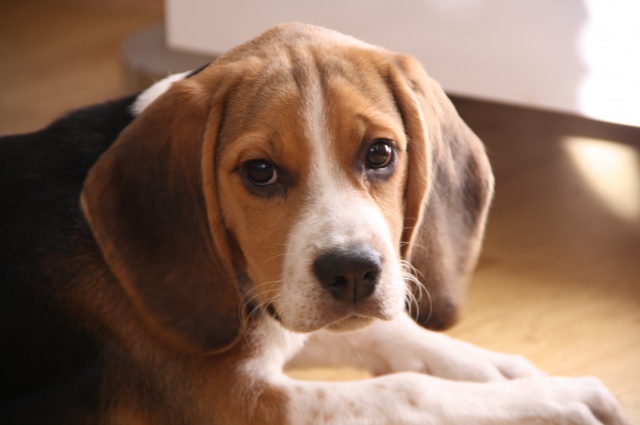 BOUNTY, chiot beagle mâle de 4 mois, à adopter (92) 433243IMG0362