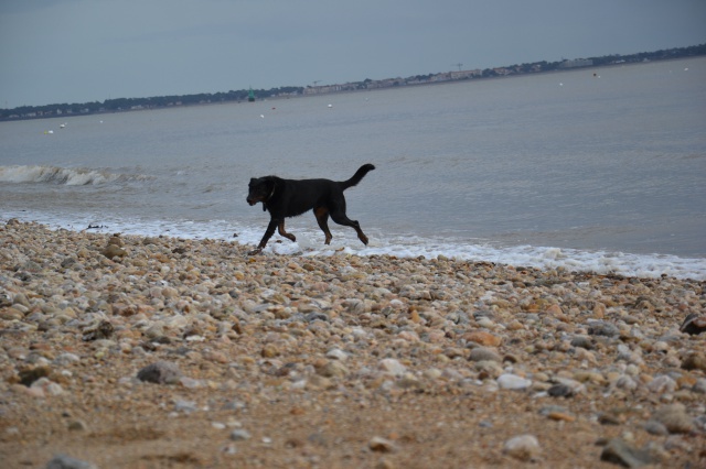 Volo (ex Nabo type beauceron mâle né en 2010) - Page 6 433684DSC0151