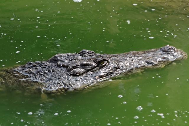 Les crocos de Pierrelatte 435834IMG8457DxO640x480