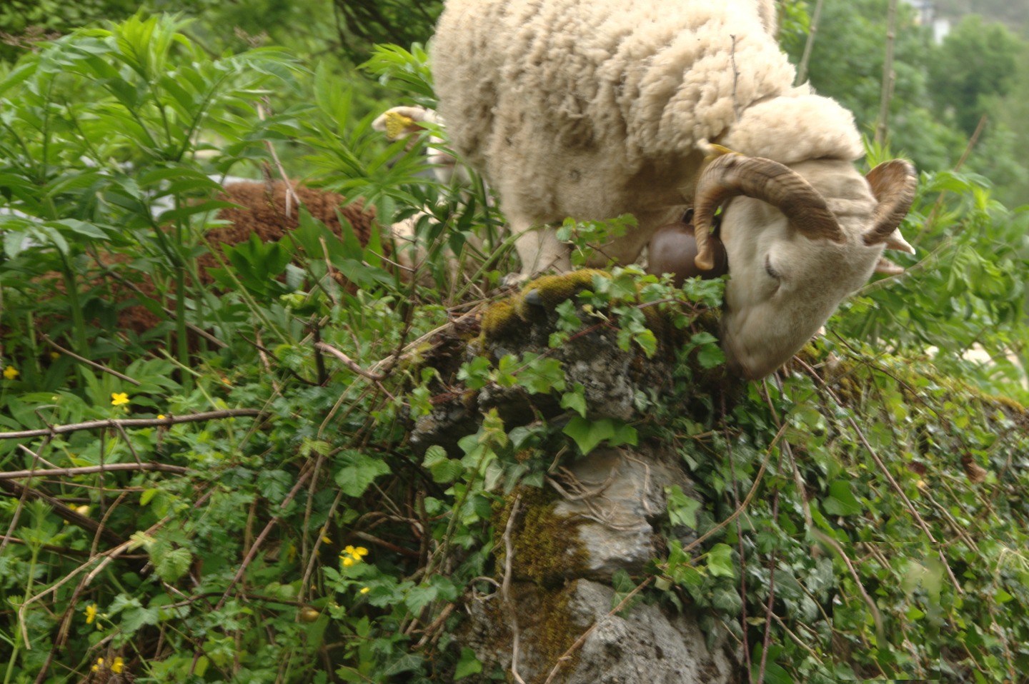 Une vie pyrénéenne de labrit des pyrénées - Page 12 435984ago0110