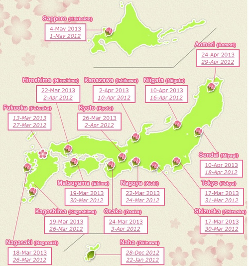 clubKoinobori - La Floraison des cerisiers au Japon - Sakura Zensen 436070Floraison