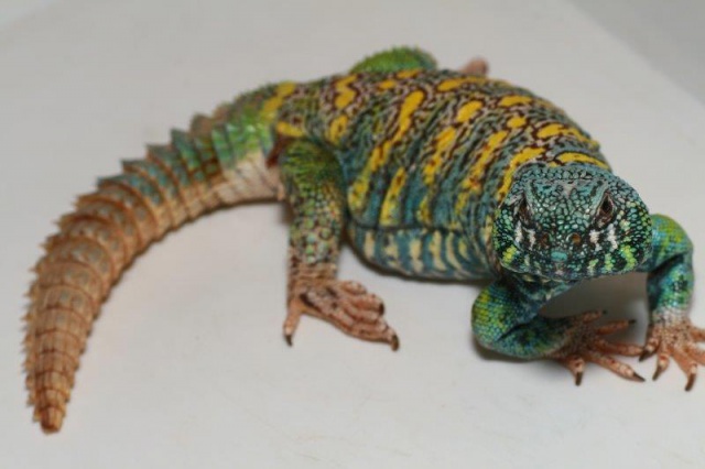 Uromastyx Ornata 436538Pre