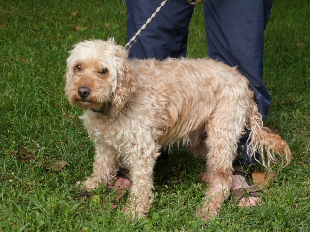 YUKI, x griffon/caniche beige env. 11 ans  (labrit) - Spade Poitiers (86) 436805370fYuki7