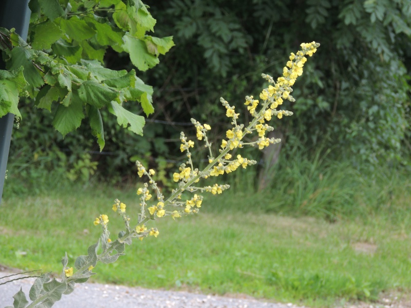 Le Verbascum Lychnitis 436975DSCN4545