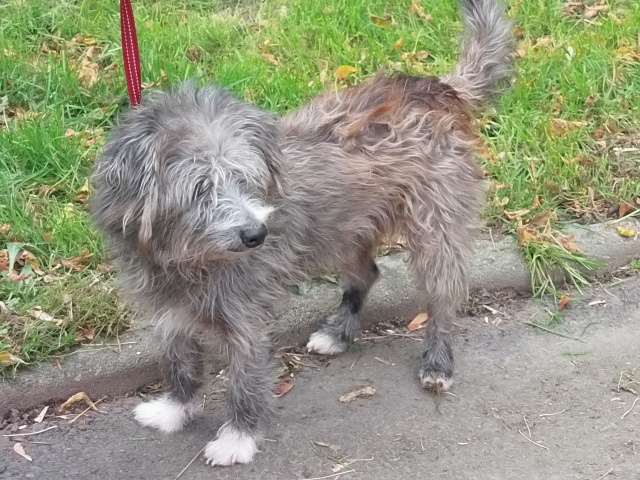 DINAM/COQUIN GRIFFON GRIS 1 AN RESERVE AMIS DE MYRTILLE 437440P9220006