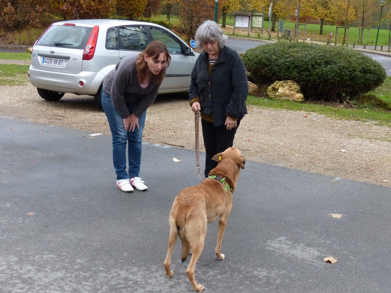 Tzupy, chien de notre quartier, mâle très sociable, né en 2009. 438436P1130264