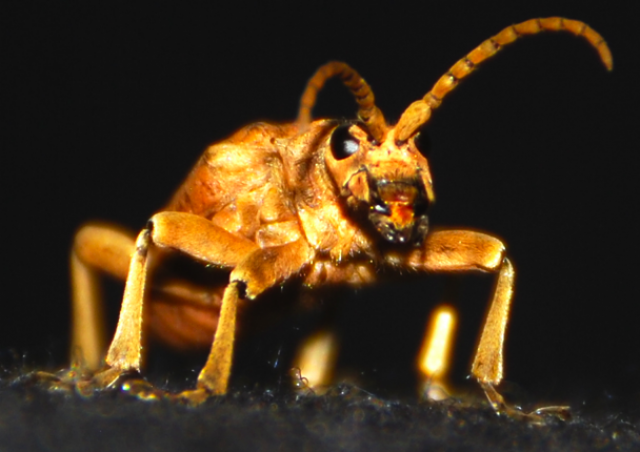 [Rhagium sycophanta] Coleo jaune 438857864