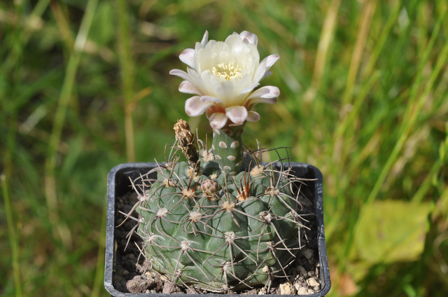 GYMNOCALYCIUM !!! - Page 5 439140kroenleinii120703002