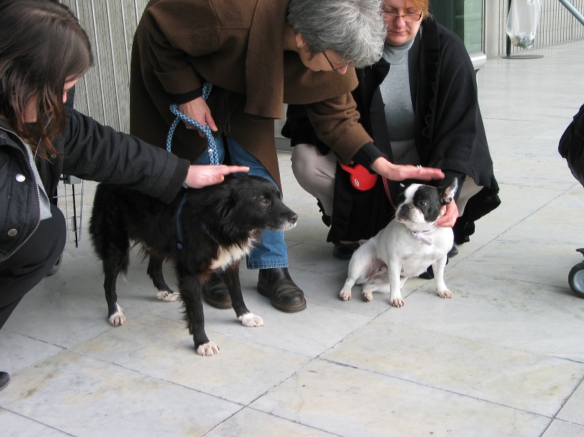 Spike, né en 2005, 7kg, très attaché à l'homme  439459IMG6765