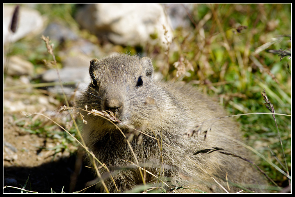 Marmottes en milieu naturel 440169IMGP1127