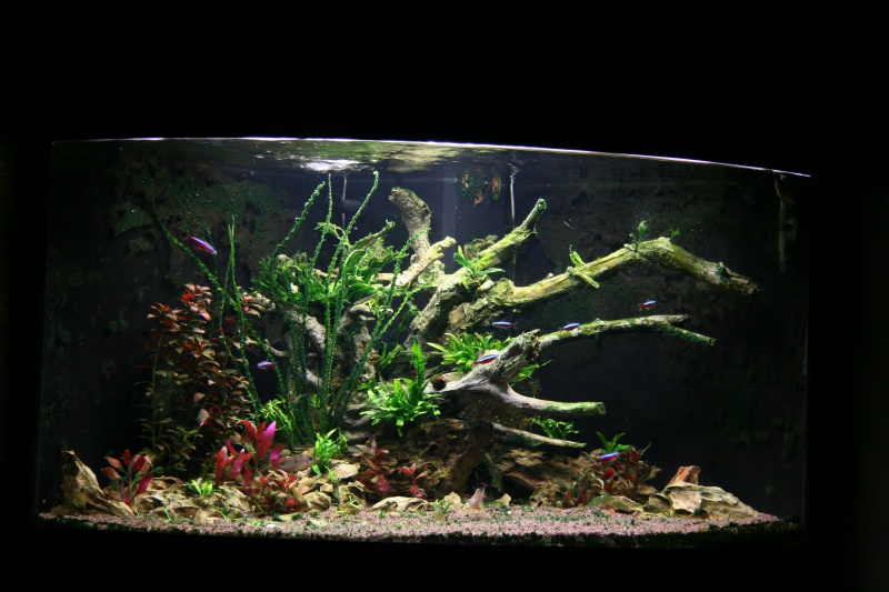 trigon 190 + cuve 120x30x40 aquascaping 440760IMG2586