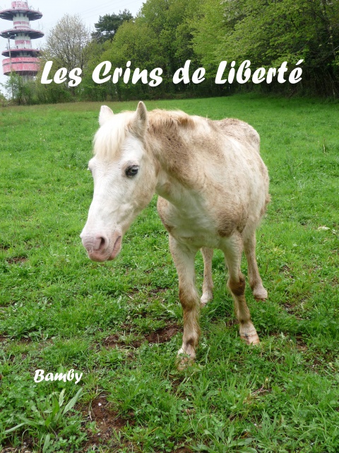 (Dept19) BAMBY, poney ONC, réservé par Saphir !!!! (Mai 2014) - Page 4 440918Bamby4