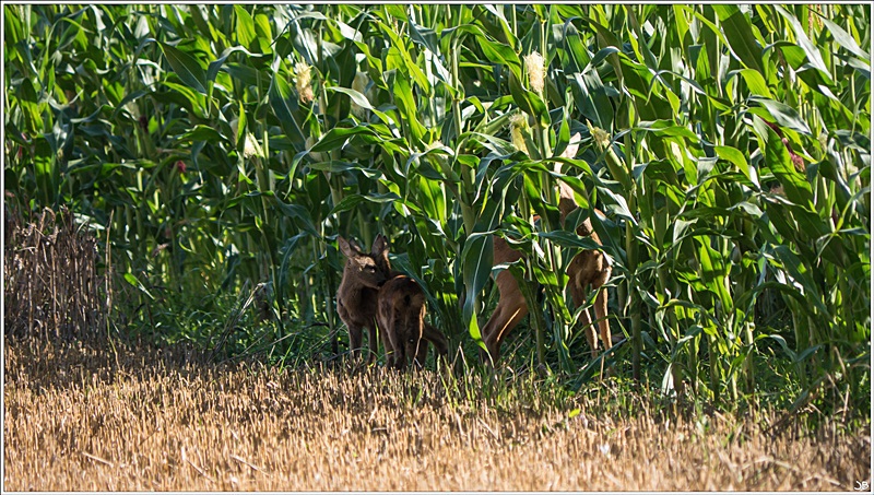 POTD Lumix du 14/08/13 441503LR5P1090055