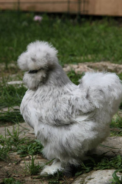 La Silkie 44276810351810101524498657996956121937321335180052n