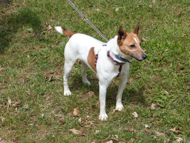 PILOU -  jack russel 8 ans - Spa de Poitiers (86) - peut être parrainé ! 443360129rPilou