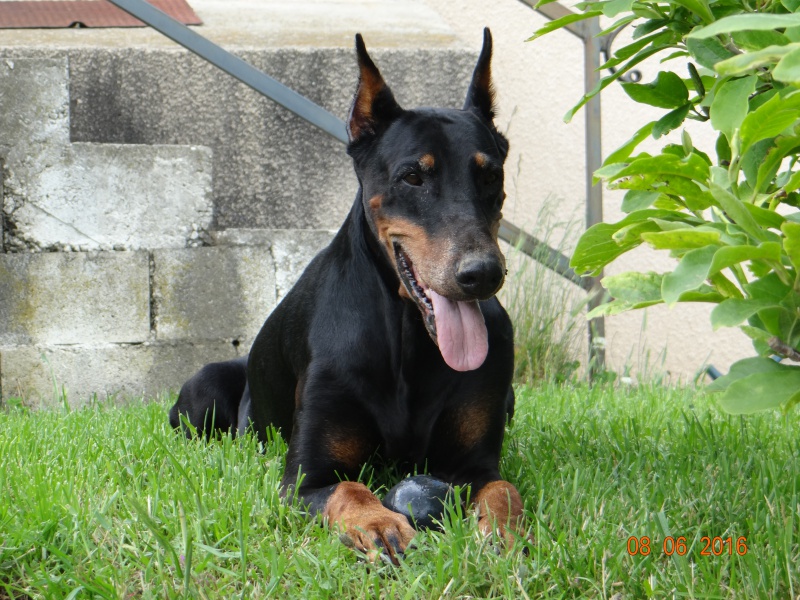 mes Dobermanns - Page 4 445678DSC03708