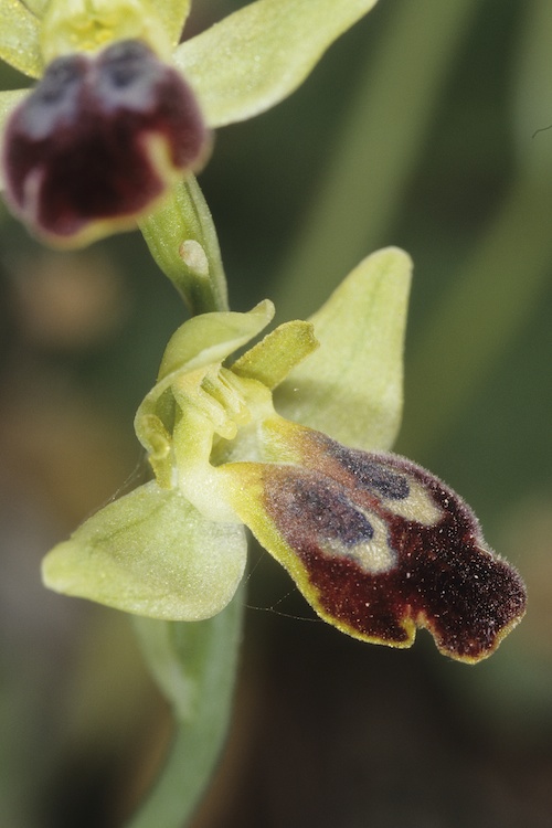 Ophrys peraiolae & zonata 4458503591