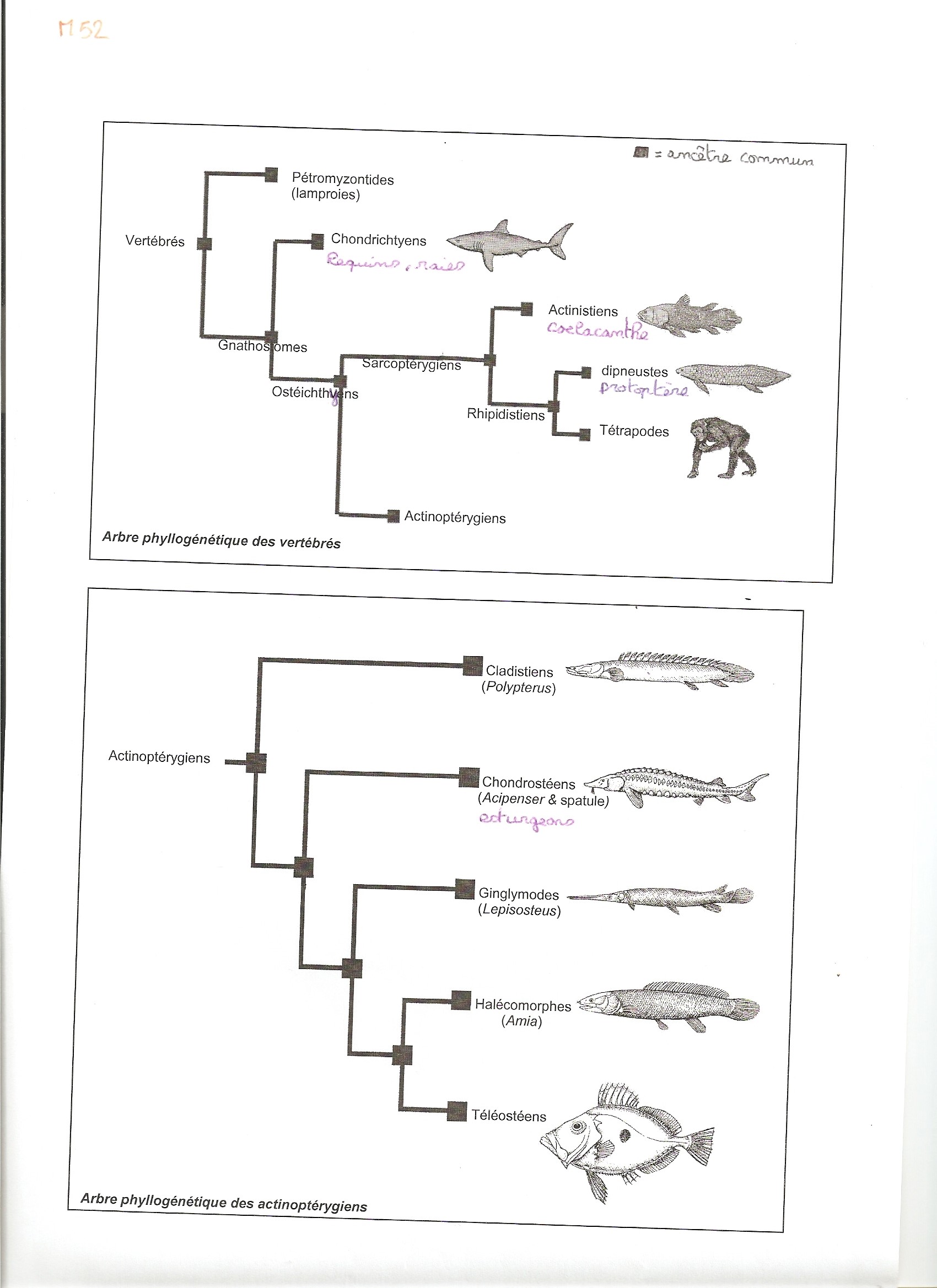 Osteichthyes (Poissons Osseux) : Qu'est-ce que c'est ?  447004Numriser0001